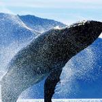 Message from the whales