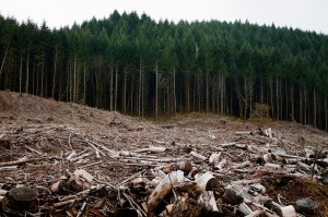 Clearcutting-Oregon[1]