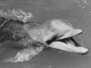 Flipper_1964_2