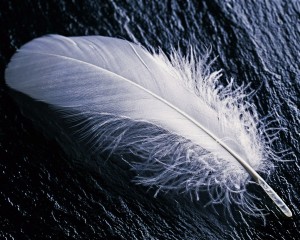 white_feather_widescreen