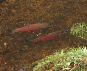 Coho Salmon return to Oregon's North Coast Photo by Neal Maine