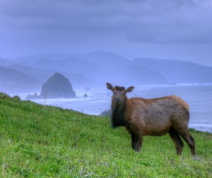 Cow_elk_near_haystack_rock,_Cannon_Beach,_OR