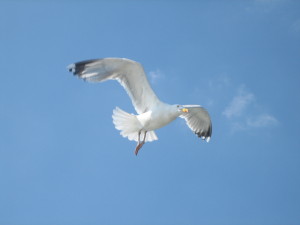 Seagull