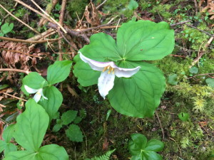 trillium