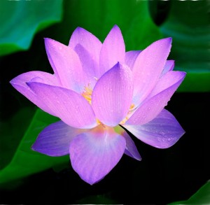 lotus-215460_640