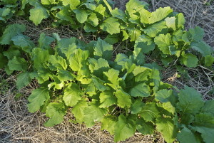 800px-Hill_Farm_Turnip_Rows