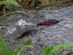 Homestead_coho_salmon_Tillamook_Forest