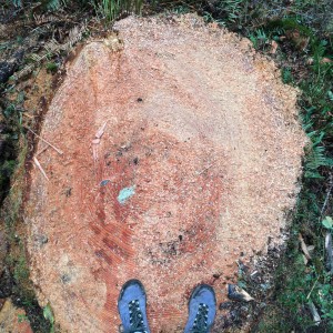 About 115 years old, this tree was cut when our government built a road to a proposed new timber sale in the "Homesteader Tract" of forest. Photo by Pearl Rasmussen.