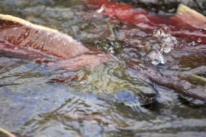 salmon-in-stream-water