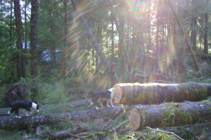 Storm-felled trees sawed to recover a trail with my home just 150 feet beyond. Photo by Gwendolyn Endicott.