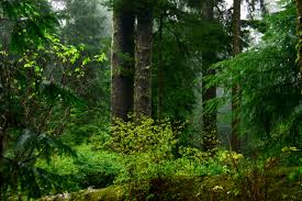 Spotted Owl and Marbled Murrelet Habitat, Oregon Coastal Forest. Photo by David Patte, U.S. Fish and Wildlife Service