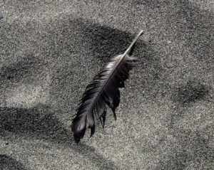 seagull-feather-on-sand