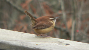 Carolina_Wren_2