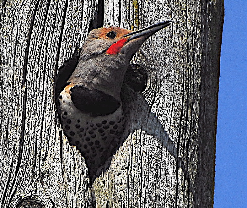 Flash the Northern Flicker